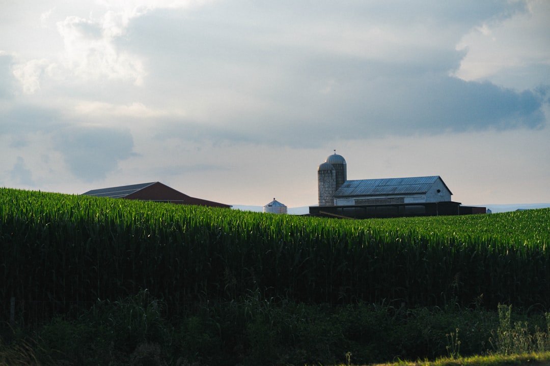 Farmingville, NY