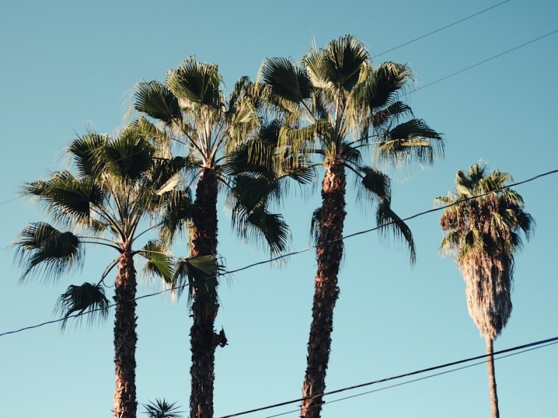 Thousand Palms, CA